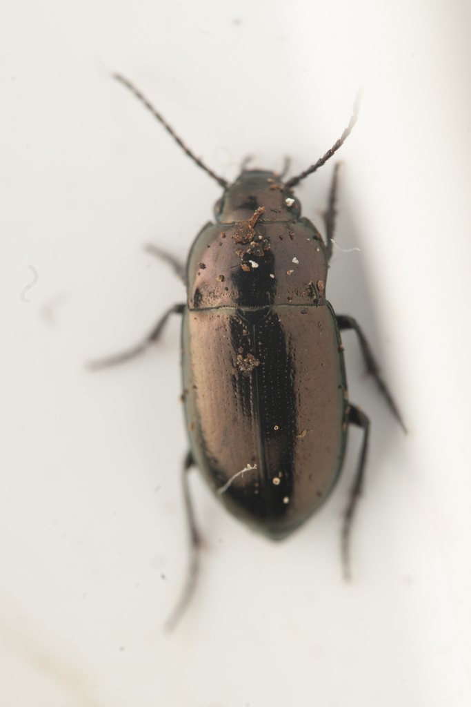 Trachypachus gibbsii