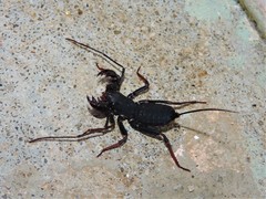 Thelyphonus sepiaris