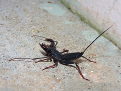 Thelyphonus sepiaris