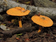 Agaricus trisulphuratus