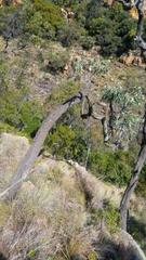 Cussonia paniculata sinuata