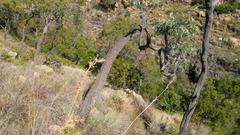 Cussonia paniculata sinuata