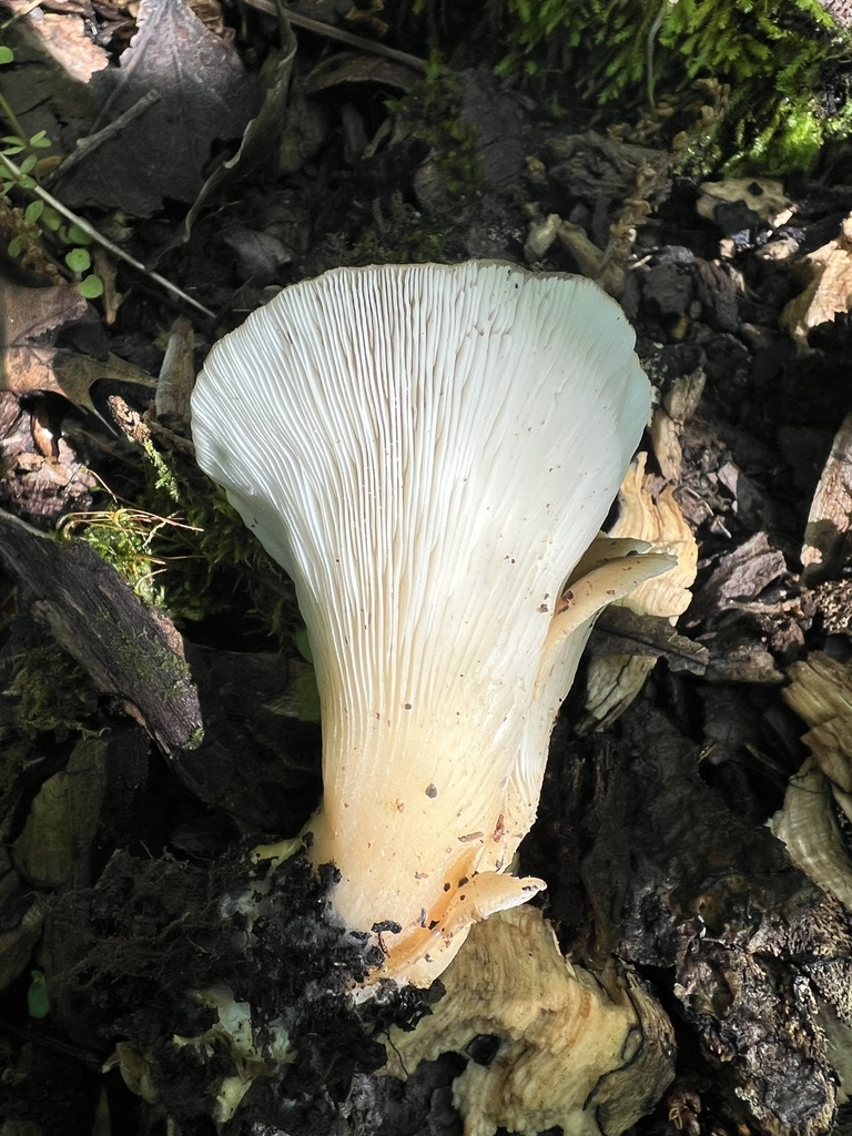 Hohenbuehelia sp. 'petaloides-IN01'