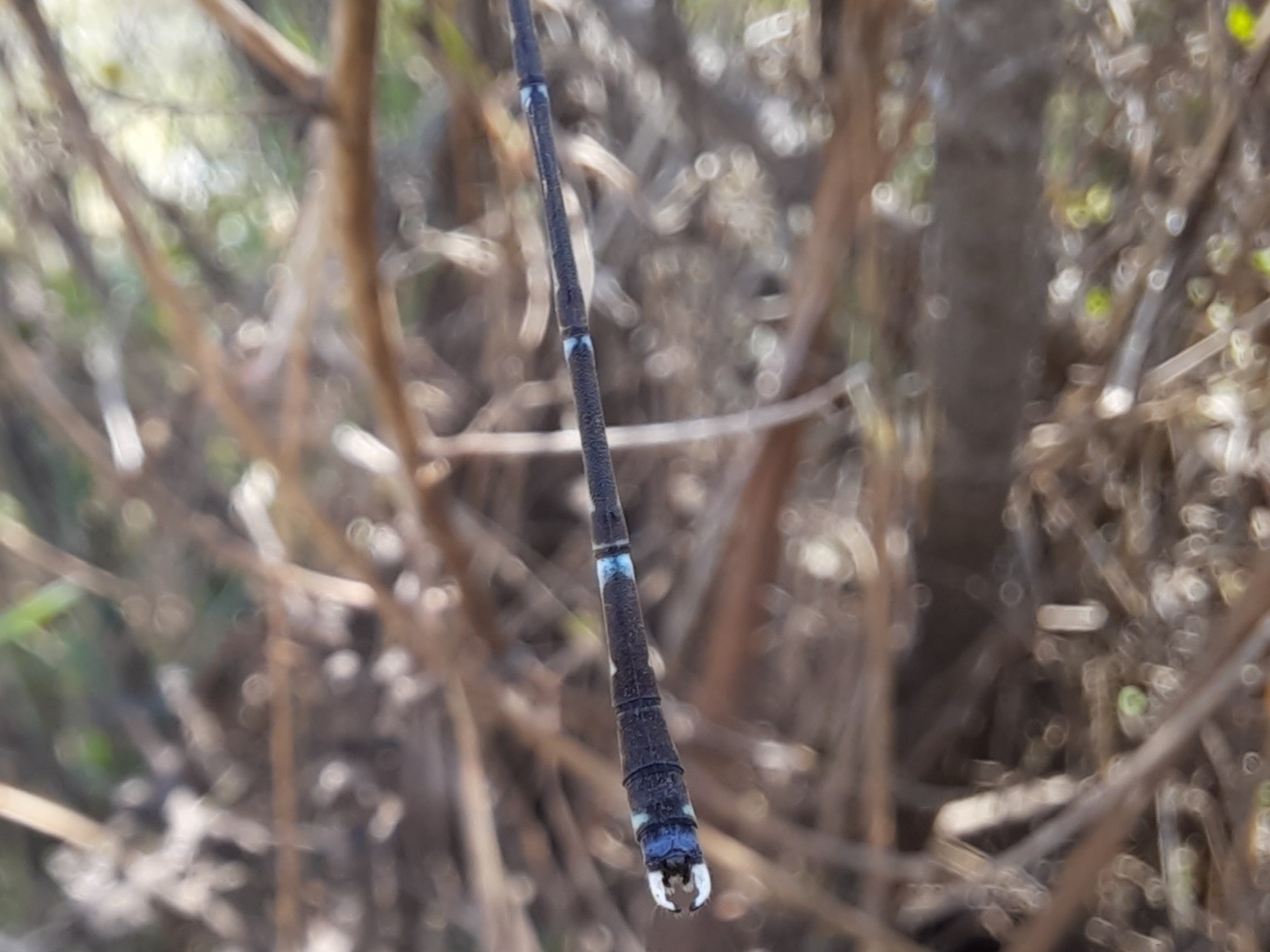 Scalloped Spreadwing