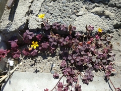 Oxalis corniculata