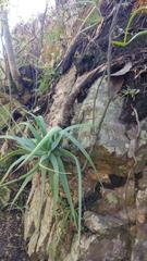 Aloe mutabilis