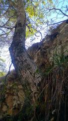 Olea capensis enervis