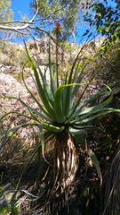 Aloe mutabilis