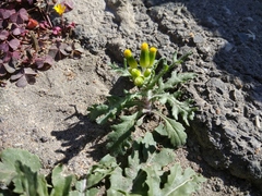 Senecio vulgaris