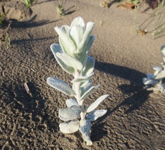 Convolvulus persicus