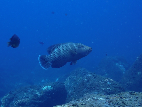 Napoleon Wrasse