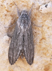 Sphinx libocedrus