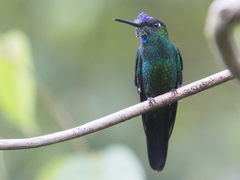 Heliodoxa leadbeateri