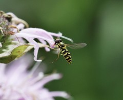 Epistrophella emarginata