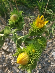 Grindelia ciliata