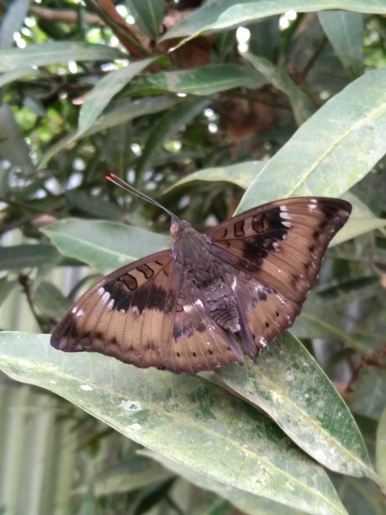 Common Baron