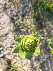 Grindelia ciliata