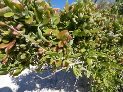 Chenopodium baccatum
