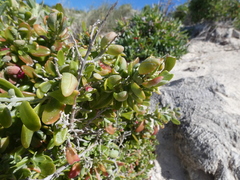 Chenopodium baccatum