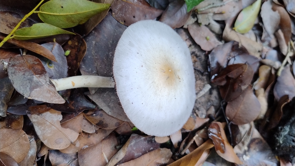 Psilocybe cubensis · April 2025 · photo: © biomartita (iNaturalist, cc-by)