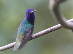 Chrysuronia oenone
