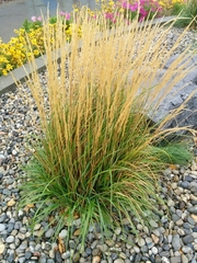 Calamagrostis × acutiflora
