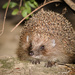 Woodland Hedgehogs - Photo (c) hedera.baltica, some rights reserved (CC BY-SA)