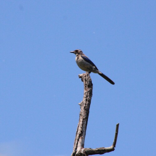 iNaturalist observation photo of California Scrub-Jay