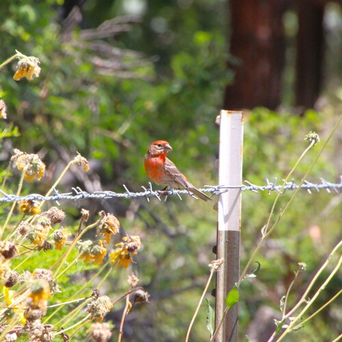 iNaturalist observation photo of House Finch