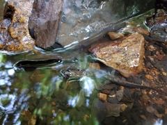 Desmognathus kanawha