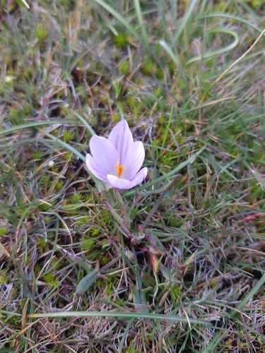 Crocus corsicus, photograph 6