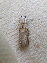 Acrobasis juglandis
