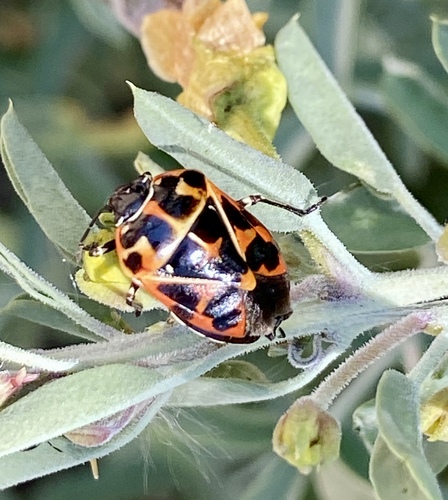 iNaturalist observation photo of Harlequin Bug