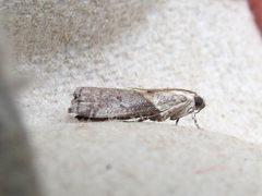 Acrobasis juglandis