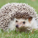 Hedgehogs - Photo (c) Joanne Goldby, some rights reserved (CC BY-NC-SA)