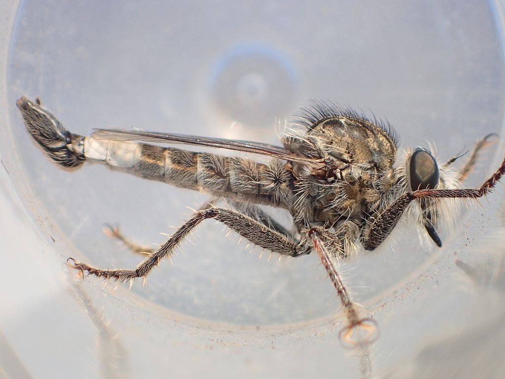 Harvey Hammertail