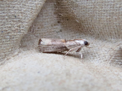 Acrobasis juglandis