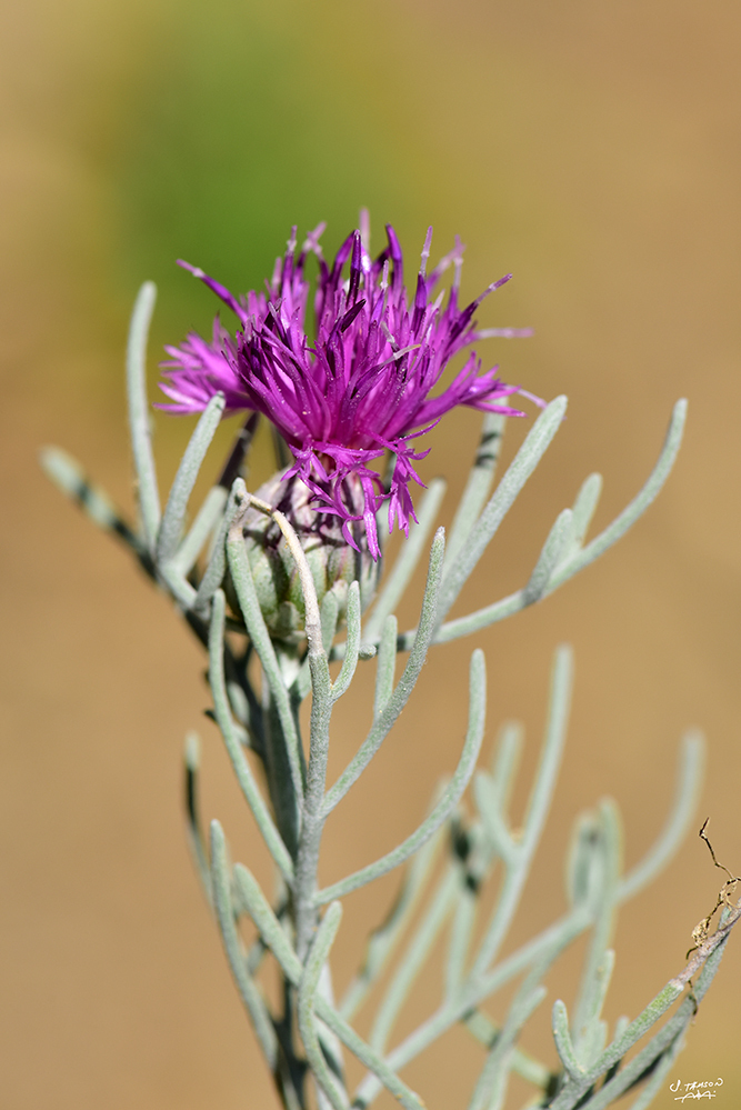 Centaurea akamantis