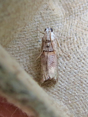 Acrobasis juglandis