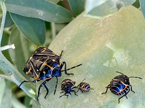 iNaturalist observation photo of Harlequin Bug