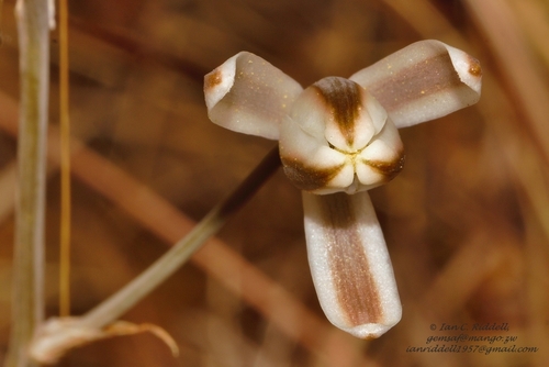 Albuca kirkii