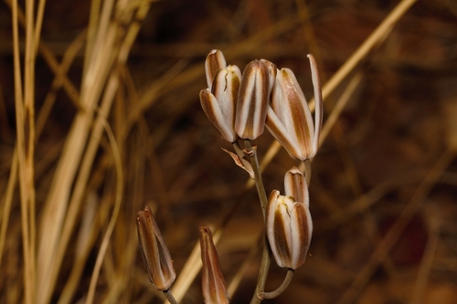 Albuca kirkii