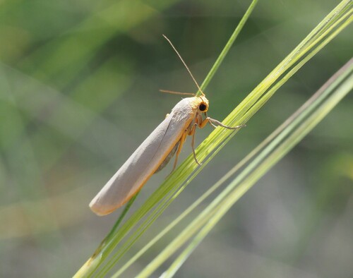 Hoary Footman