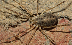 Opilio parietinus