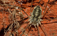 Opilio parietinus
