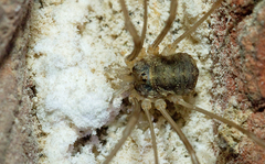 Opilio parietinus