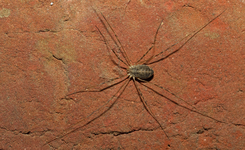 Opilio parietinus