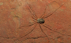 Opilio parietinus