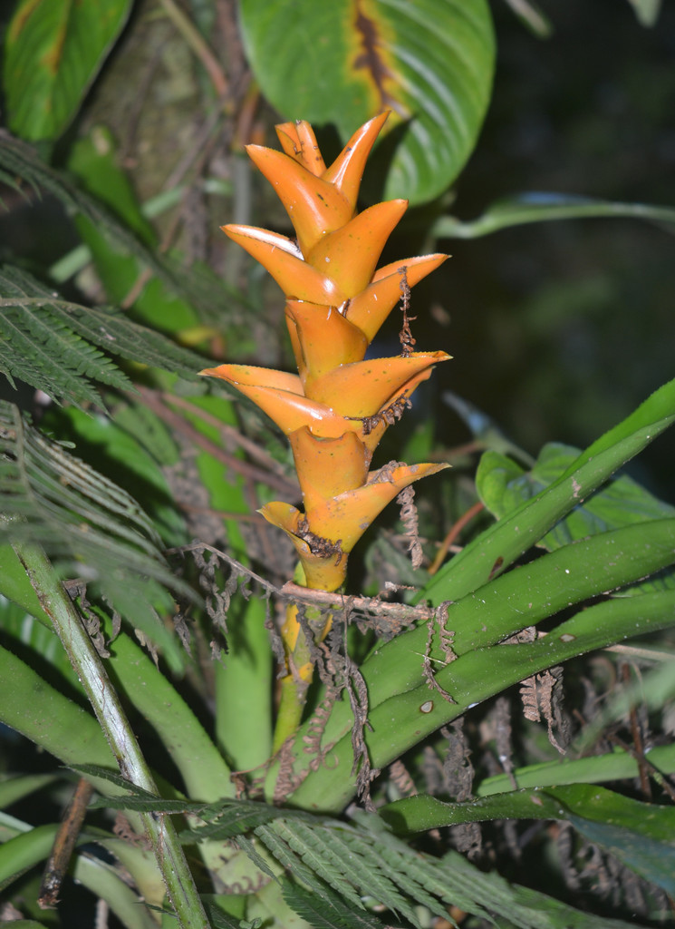 Canistropsis seidelii
