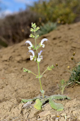 Kythrean Sage (Salvia veneris)